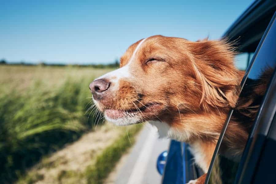 Hund reist im Auto - Camping Korsika mit Hund